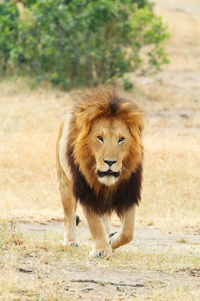 Masai Mara erkek aslan — Stok fotoğraf