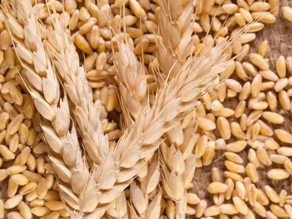 Ears of wheat and seeds — Stock Photo, Image