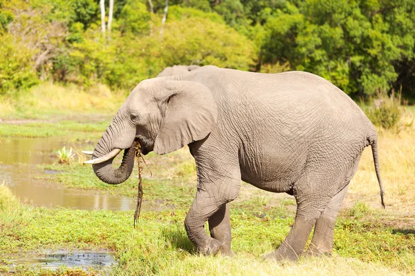 Elefante en Masai Mara — Foto de Stock