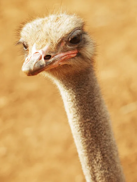 Ostrich  in Tunisia zoo — Stock Photo, Image