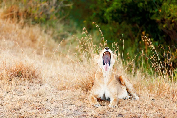 A Masai Mara nőstény oroszlán — Stock Fotó