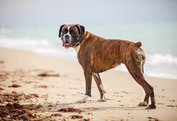 Boxer dog on sea — Stock Photo, Image