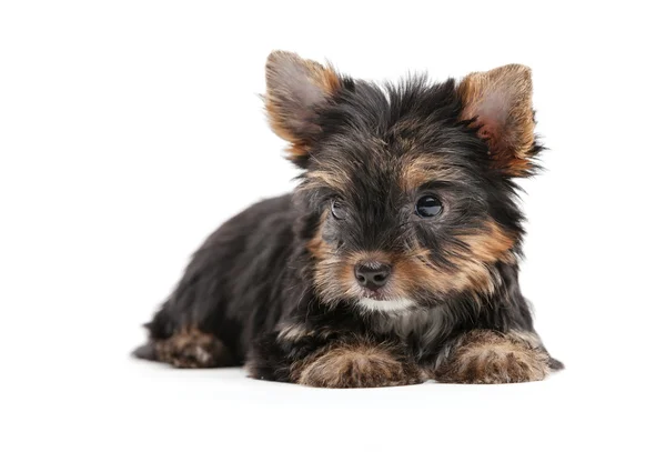 Yorkshire puppy over  background — Stock Photo, Image