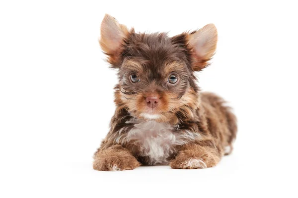 Yorkshire puppy over  background — Stock Photo, Image