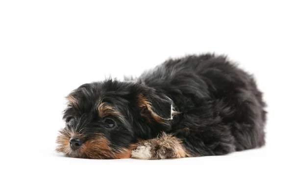 Yorkshire puppy over  background — Stock Photo, Image