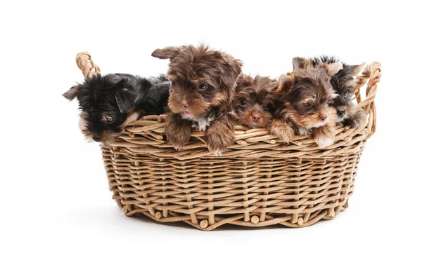 Cinque cuccioli terrier yorkshire — Foto Stock