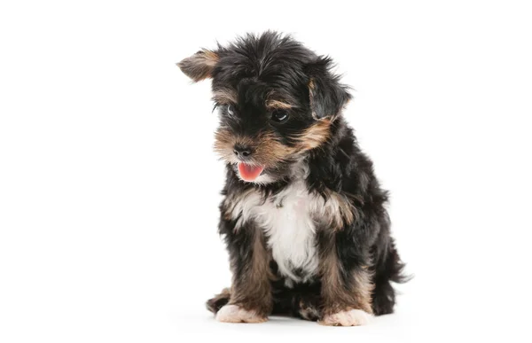 Yorkshire puppy over  background — Stock Photo, Image