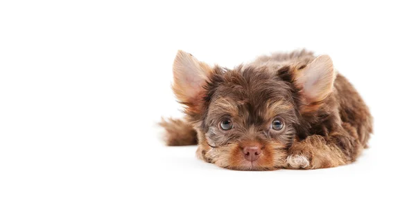 Yorkshire puppy over  background — Stok Foto