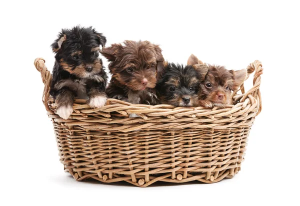 Yorkshire Terrier cachorros em uma cesta — Fotografia de Stock