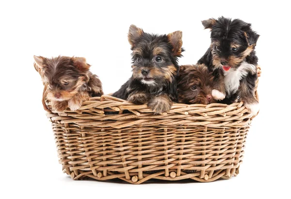 Yorkshire Terrier cachorros em uma cesta — Fotografia de Stock