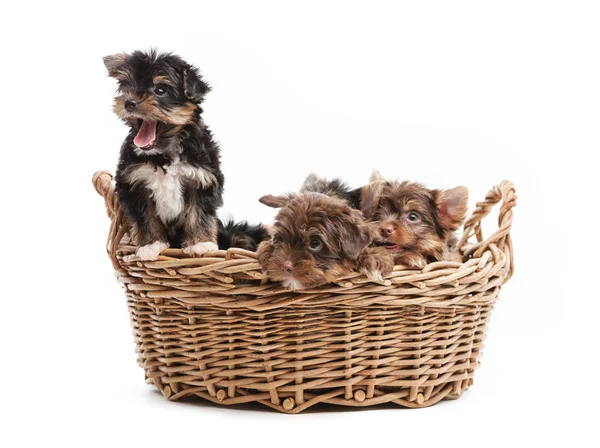 Yorkshire Terrier cachorros en una cesta — Foto de Stock