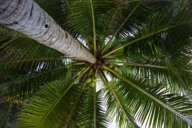 Hindistan cevizi hindistan cevizi ağacı kümelerde