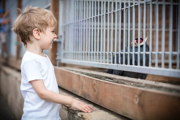 看着野鸡在动物园里的小男孩 — 图库照片