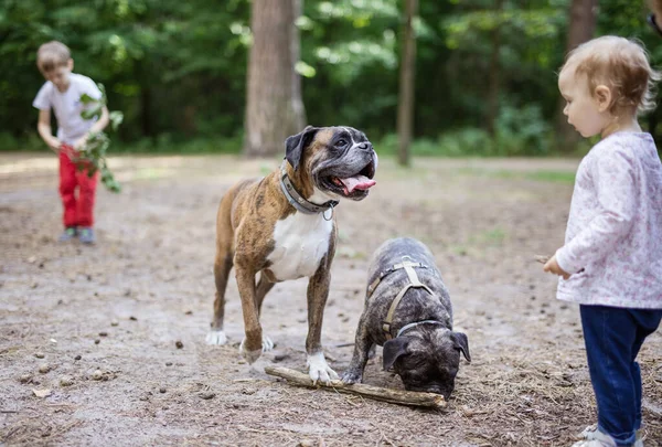 Adorable Toddler Girl Playing Family Dogs Outdoors Boxer Dog French — Stock Photo, Image