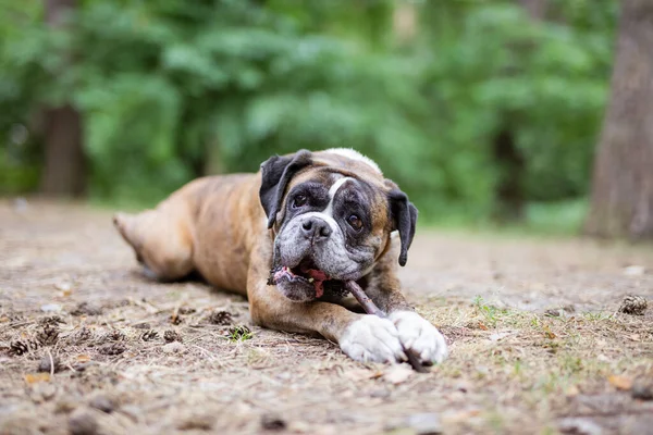 Boxer Pies Żucie Kij Leżąc Zewnątrz Letnim Lesie — Zdjęcie stockowe