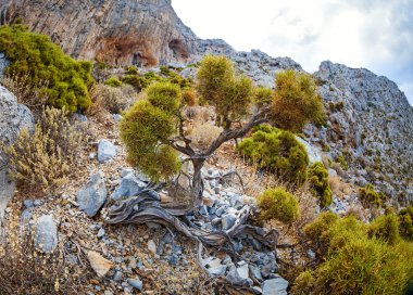 Dağlarda kayalık yamaçta bitki örtüsü. Kalimnos adası, Yunanistan.