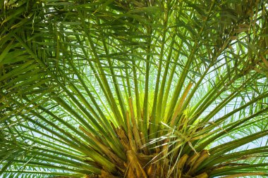Yeşil palmiye yaprakları