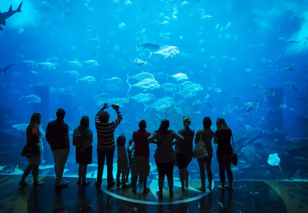 Silhuetas de pessoas em aquário — Fotografia de Stock