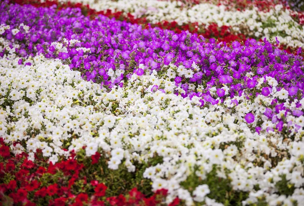 Perennial herb of the family Solanaceae — Stock Photo, Image