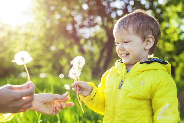 Dandelions üfleme önce bir dilek yapma çocuk — Stok fotoğraf