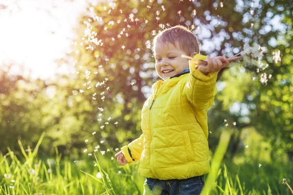 Niño pequeño sosteniendo dientes de león —  Fotos de Stock