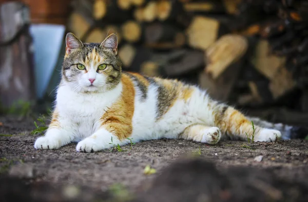 Bellissimo gatto all'aperto — Foto Stock