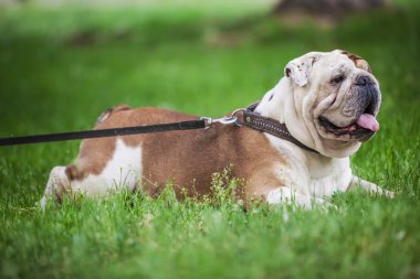 İngilizce bulldog çimenlerin üzerinde