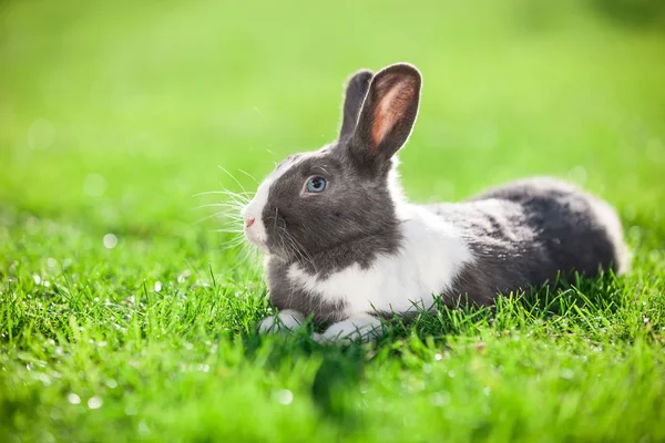 Pet rabbit on grass — Stock Photo, Image