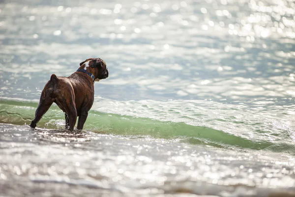 Bokser pies patrząc na morzu — Zdjęcie stockowe