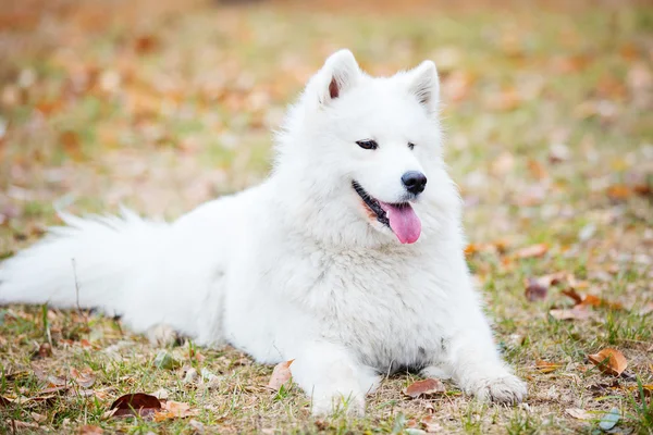 Jovem cão samoyed no parque de outono — Fotografia de Stock