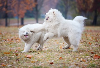 Sonbahar parkta oynayan genç samoyed köpek