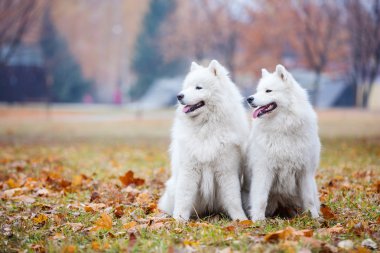 Male and female samoyed dogs in autumn park clipart