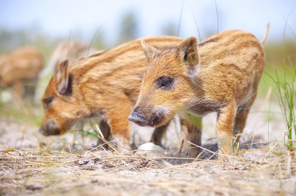 Two wild piglets — Stock Photo, Image