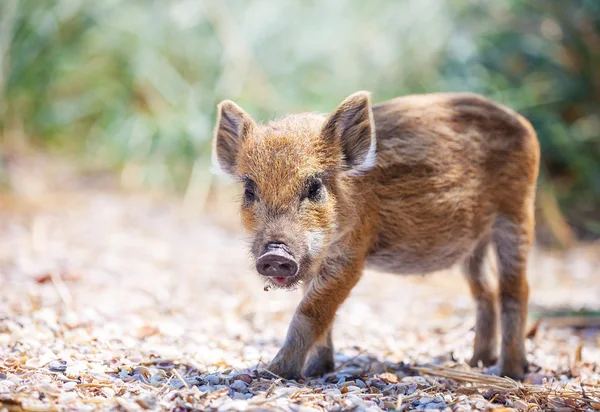 Wild piglet on grass in summer day — Stock Photo, Image