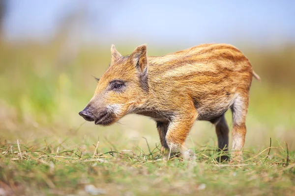 Cerdito salvaje sobre hierba — Foto de Stock