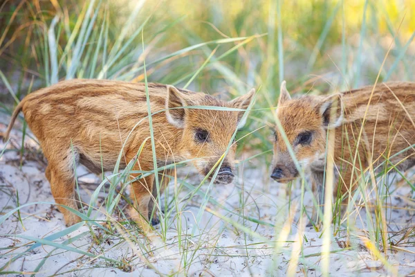 Two wild piglets — Stock Photo, Image