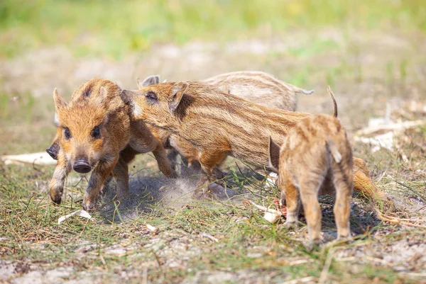 Wild biggen vechten — Stockfoto