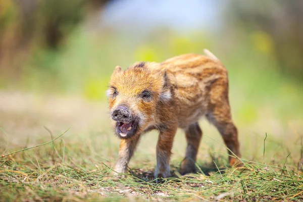 Wild piglet making calls — Stock Photo, Image