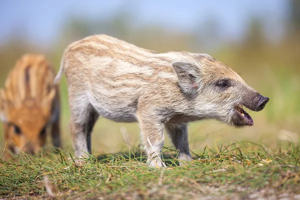 Wild piglet making calls — Stock Photo, Image