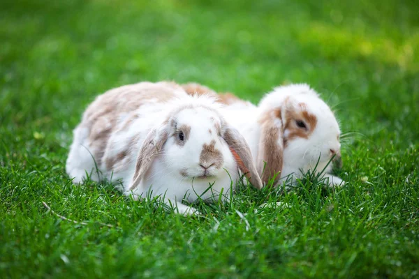 Two flap-eared rabbits — 图库照片