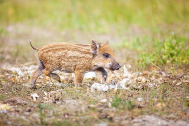 Çimenlerin üzerinde vahşi domuz yavrusu