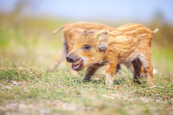 Primo piano del suinetto selvatico — Foto Stock