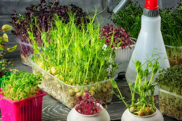 Thuis microgreens kweken. Een moestuin met verse kruiden in mijn keuken — Stockfoto