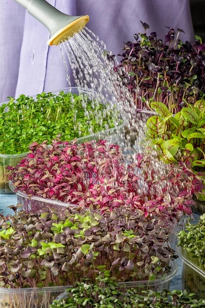 Het proces van het drenken van jonge spruiten van groen. Huis tuin voor het kweken van nuttige micro groen — Stockfoto