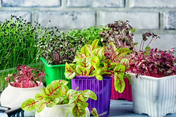 Pequeño jardín casero con micro verde. Cultivo de vegetación saludable en casa Imágenes de stock libres de derechos