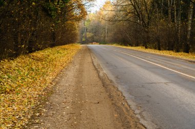 Sarı yaprakları ile sonbahar ormana yolu
