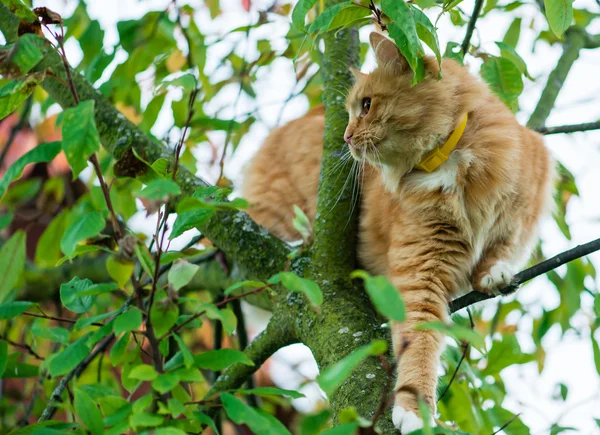Casa gato fofo senta-se em uma árvore na folhagem verde, dep rasa — Fotografia de Stock