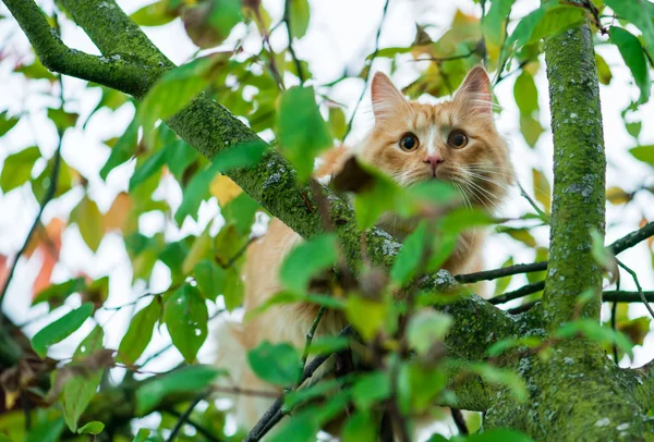 Home fluffy cat sits on a tree in the green foliage, shallow dep — Stock Photo, Image