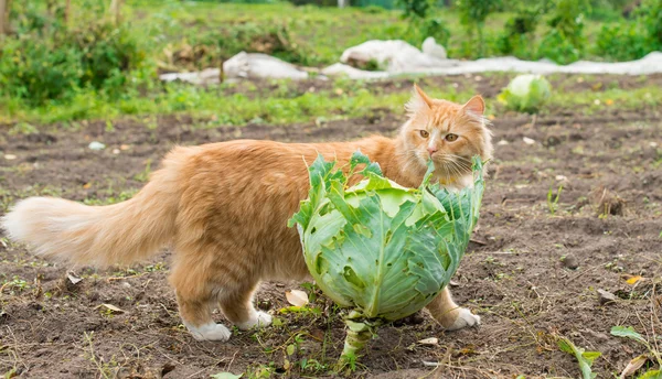 Casa rojo esponjoso gato en el jardín — Foto de Stock