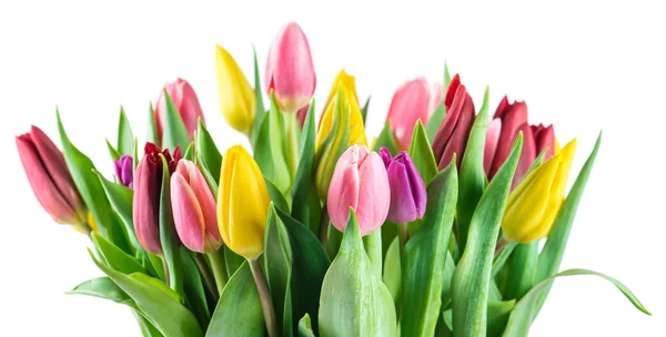 Bouquet of tulips closeup, isolated on a white background — Stock Photo, Image